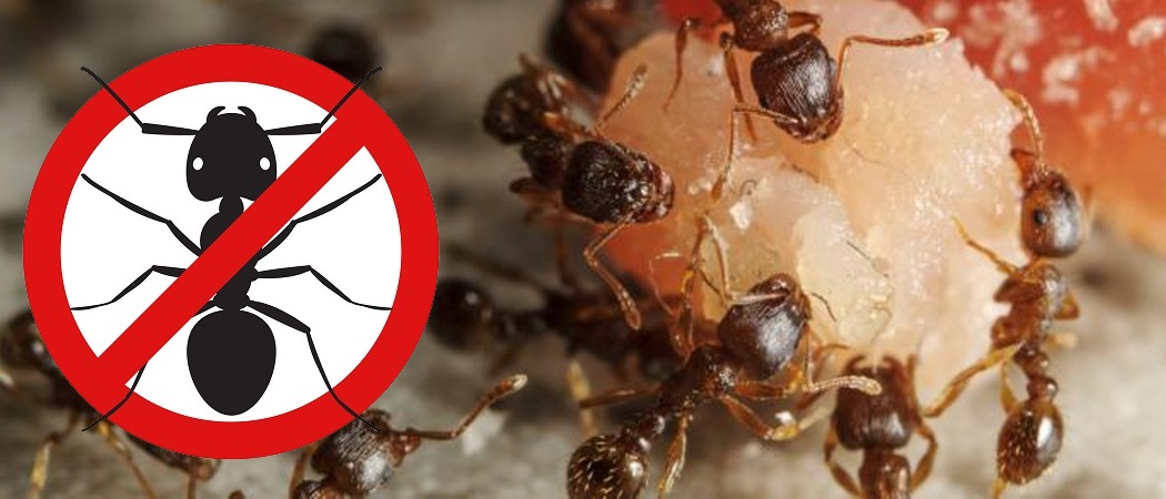 Ant Control Winnipeg Service