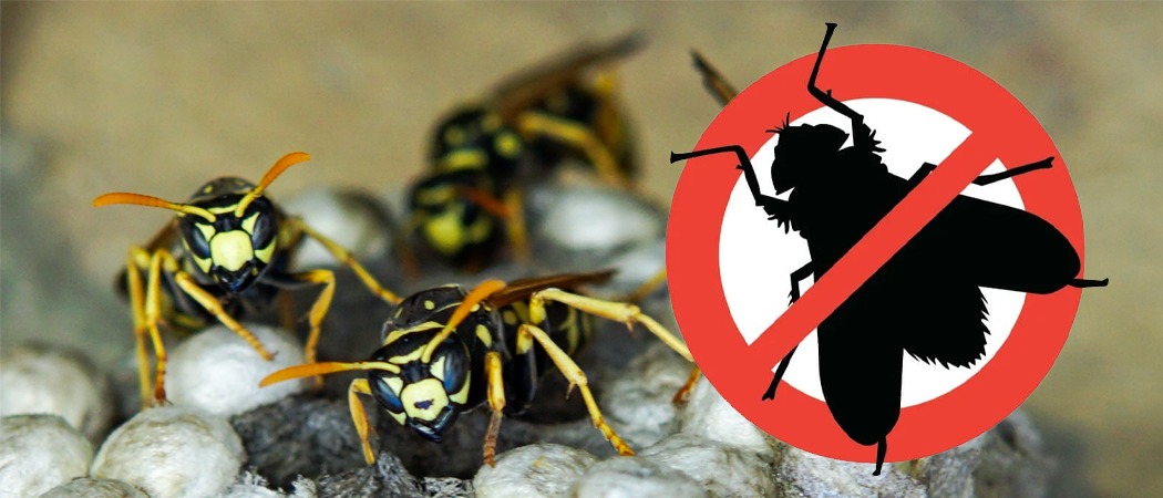 Wasp and Hornet Control in Winnipeg