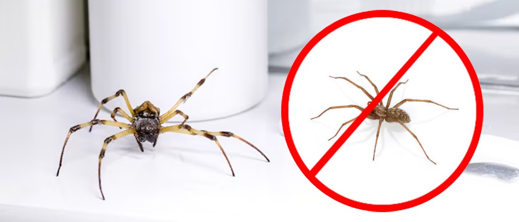 Spider Control Winnipeg