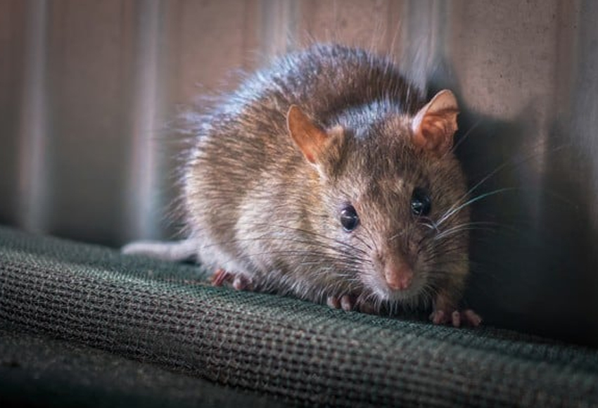 Rodent Exclusion Service Winnipeg