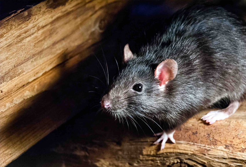 Rodent Control Winnipeg Alpha Rescue