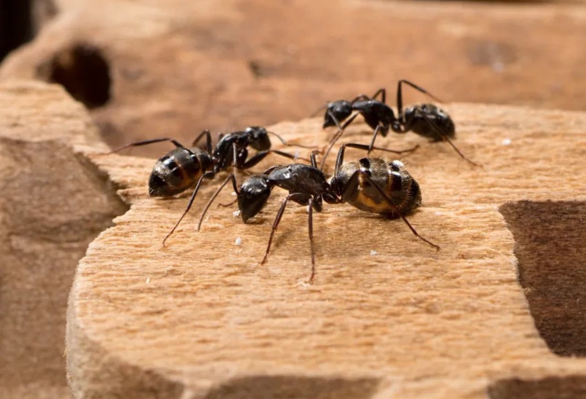 Ant removal Winnipeg kitchen