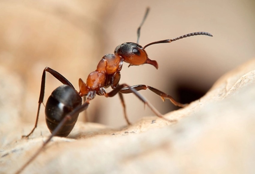 Outdoor ant treatment Winnipeg