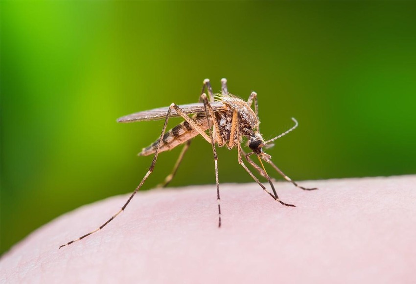 Outdoor Mosquito Control Service