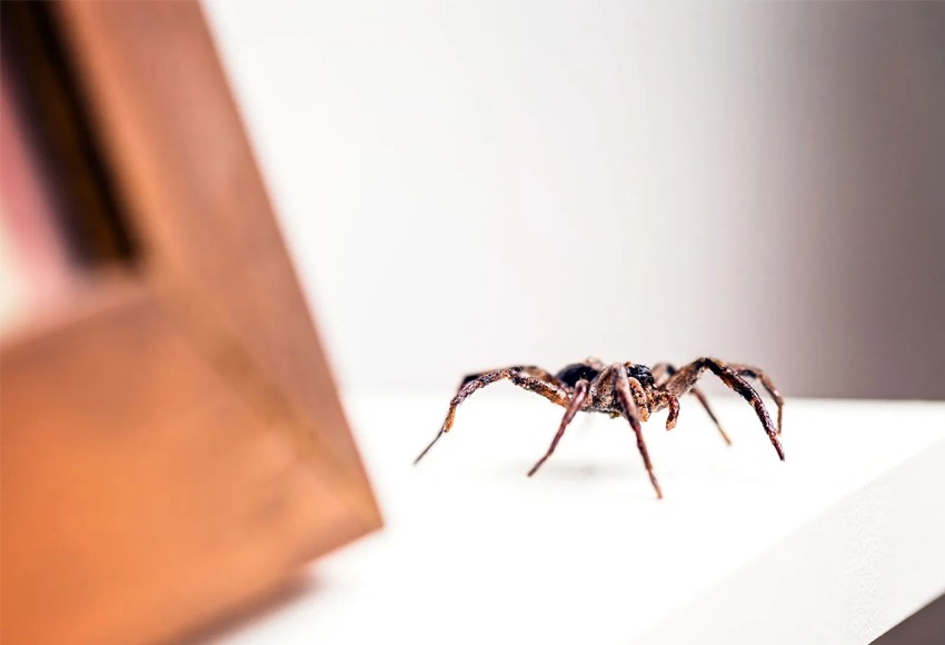 Professional spider extermination Winnipeg