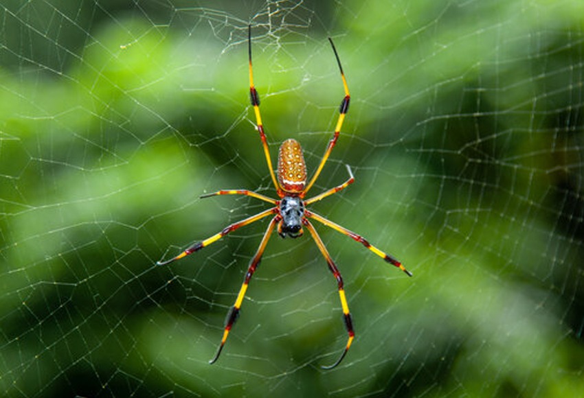 Spider control in basement or attic