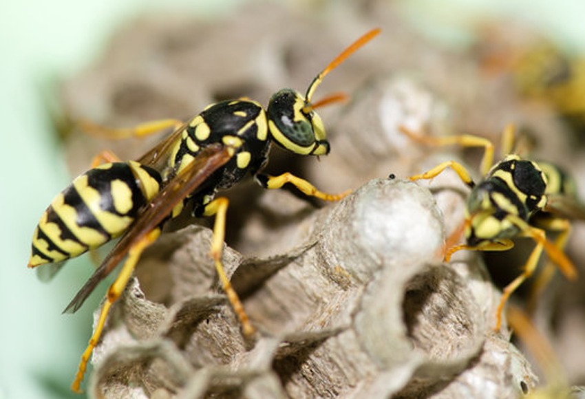 Hornet control technician Winnipeg