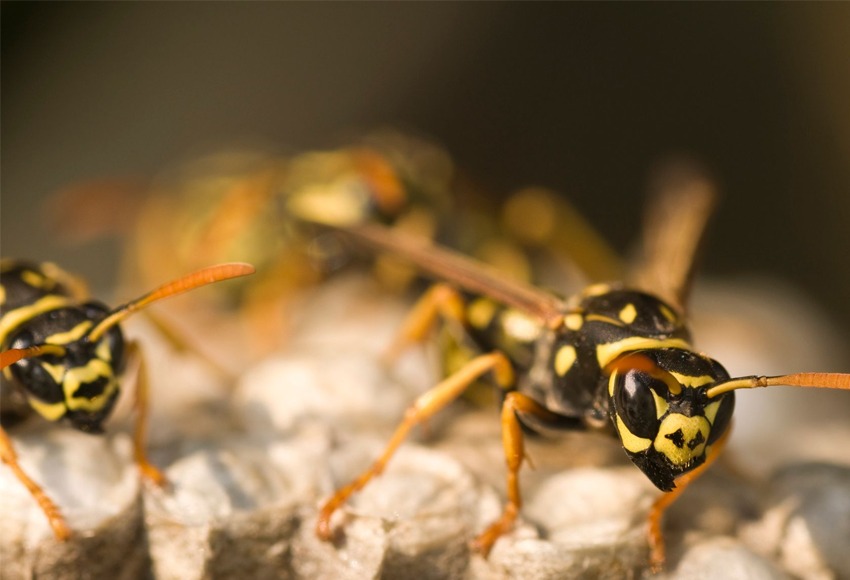 Wasp nest removal Winnipeg